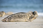 common seals