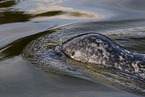 common seal