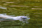 common seal