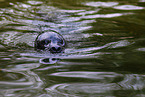 common seal