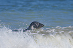 harbor seal