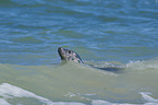 harbor seal