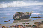 harbor seal