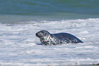 harbor seal