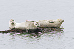common seals