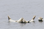 common seals