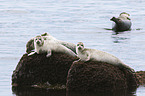 common seals