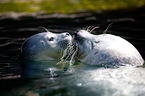 common seals