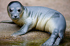 common seal