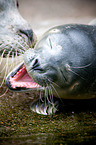 common seals