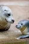 common seals