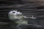 common seal