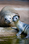 common seals