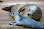 common seals