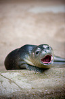 common seal