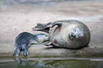 common seals