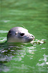 common seal