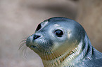 common seal