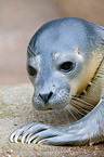 common seal