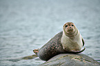 harbor seal