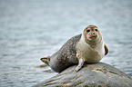 harbor seal