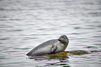 harbor seal