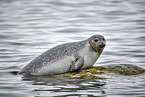 harbor seal