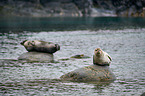 harbor seals