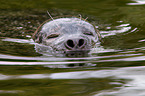 common seal