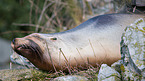 common seal