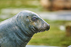 Common Seal portrait