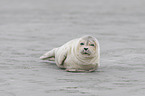 Common Seal at the beach