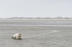 Common Seal at the beach