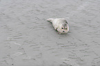 Common Seal at the beach