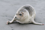 Common Seal at the beach