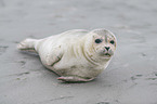 young seal