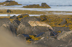 Common Seal