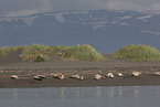 Common Seals