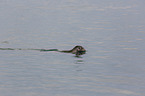 swimming Common Seal