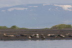 Common Seals