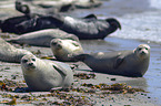 Common Seals at the beach