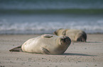 Common Seals at the beach