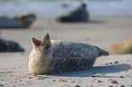 Common Seals at the beach
