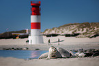 common seals