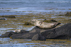 common seals