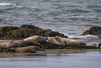 common seals