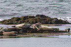 common seals
