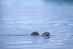 harbor seals