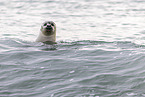 harbor seal