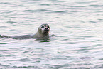 harbor seal